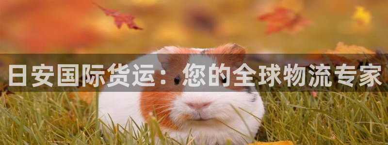 尊龙人生就是博首页入口：日安国际货运：您的全球物流专家