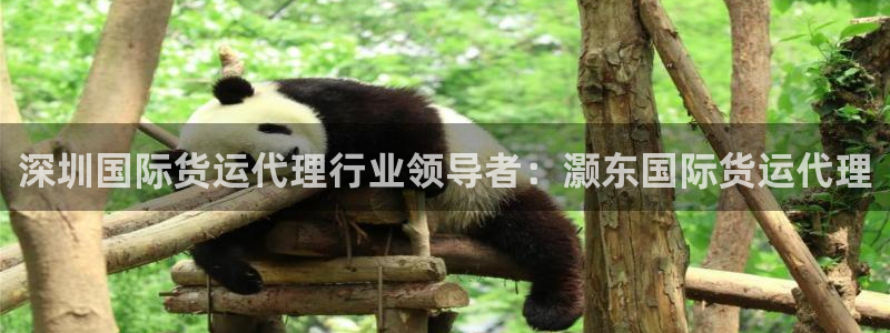 尊龙一人生就是博尊：深圳国际货运代理行业领导者：灏东国际