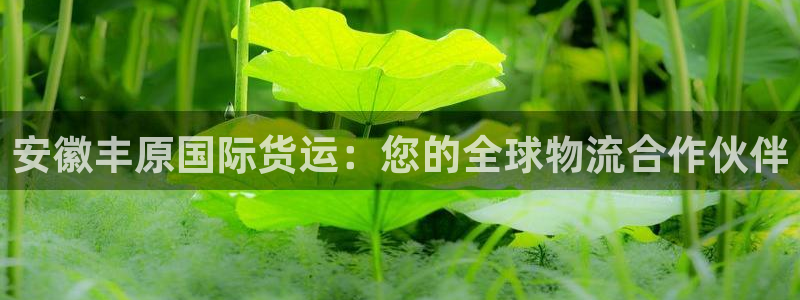 尊龙凯时d5138：安徽丰原国际货运：您的全球物流合作伙