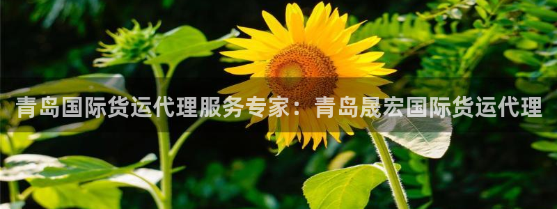 尊龙凯时vip：青岛国际货运代理服务专家：青岛晟宏国际货