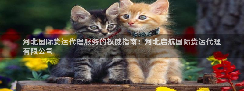 尊龙网站人生就是博：河北国际货运代理服务的权威指南：河北