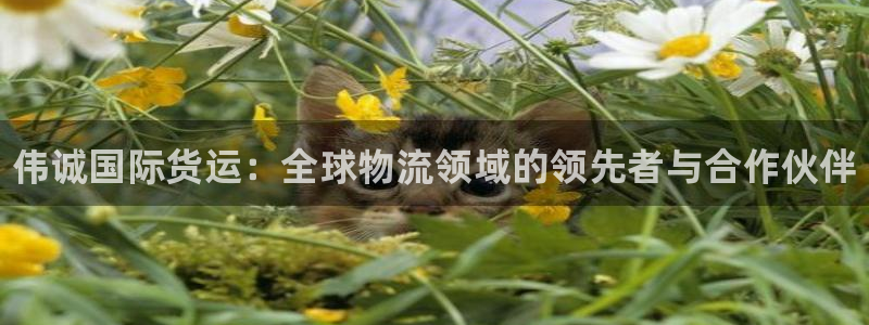 尊龙人生就是博旧：伟诚国际货运：全球物流领域的领先者与合